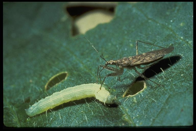 A damsel bug attacks a caterpillar.